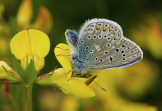 Картинка животные бабочки +мотыльки +моли фон цветы макро бабочка