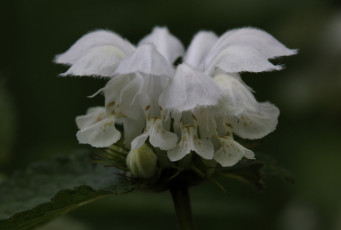 Картинка цветы луговые+ полевые +цветы макро белые