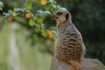 Картинка животные сурикаты камень сидит сурикат