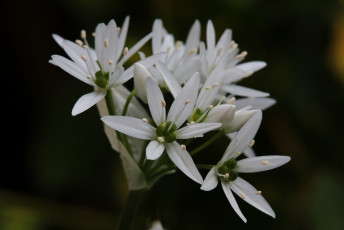 Картинка цветы луговые+ полевые +цветы макро белые