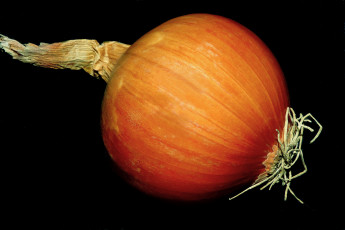 Картинка еда лук луковица