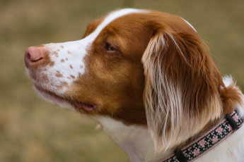 Картинка животные собаки пес