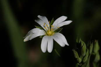 Картинка цветы луговые+ полевые +цветы фон цветок макро