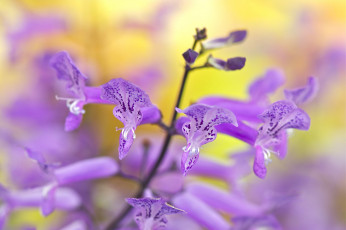 Картинка цветы луговые+ полевые +цветы ярко макро