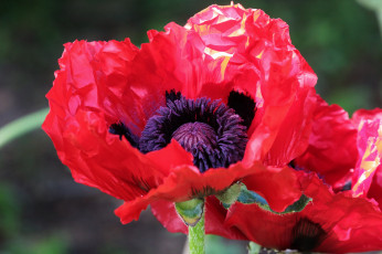 Картинка цветы маки макро