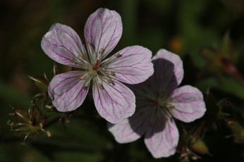 Картинка цветы мальвы макро