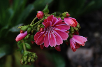 Картинка цветы розовые