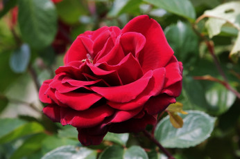 Картинка цветы розы роза красная