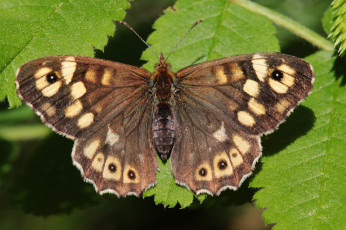 Картинка животные бабочки +мотыльки +моли бабочка крылья макро