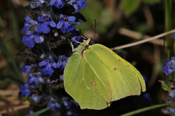 Картинка животные бабочки +мотыльки +моли цветы лимонница бабочка макро