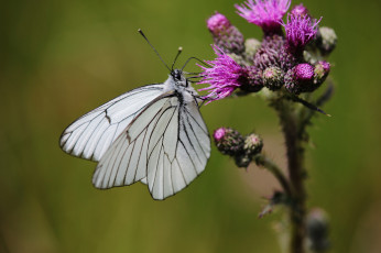 Картинка животные бабочки +мотыльки +моли макро усики крылья бабочка