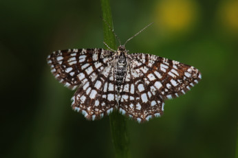 Картинка животные бабочки +мотыльки +моли усики крылья бабочка фон макро