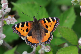 Картинка животные бабочки +мотыльки +моли усики крылья бабочка макро
