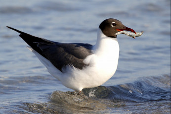 Картинка животные Чайки +бакланы +крачки море берег птица