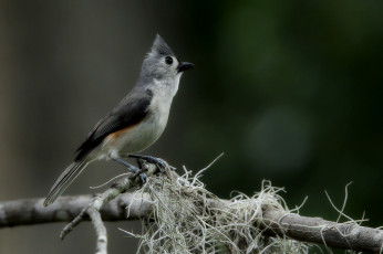 Картинка животные кардиналы фон ветка птица