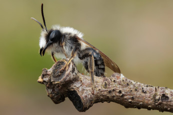 Картинка животные насекомые муха