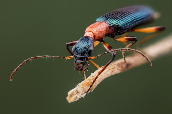 Картинка животные насекомые жучок