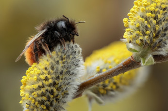 Картинка животные пчелы +осы +шмели весна макро шмель верба