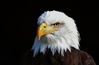 Картинка животные птицы орёл взгляд фон птица