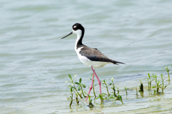 Картинка животные птицы птица вода растение
