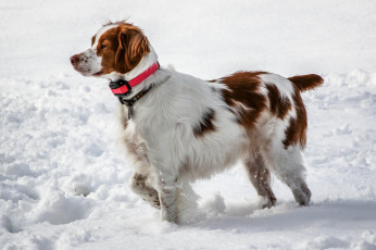 Картинка животные собаки пес