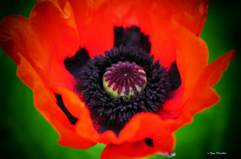 Картинка цветы маки макро мак цветок лепестки