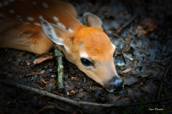 Картинка животные олени тёмный фон малыш новорождённый оленёнок