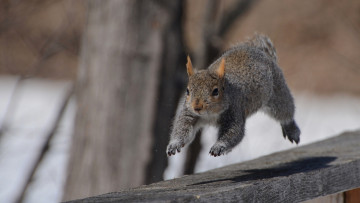 Картинка животные белки бег доска белка пробежка