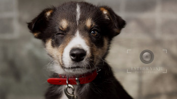 Картинка животные собаки щенок малыш