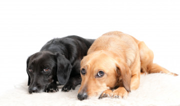 Картинка животные собаки dogs