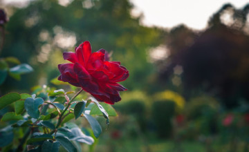 Картинка цветы розы красная роза