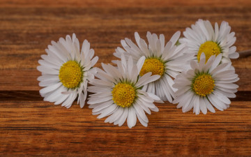 Картинка цветы ромашки лепестки макро