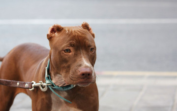 Картинка животные собаки питбуль собака рыжий поводок