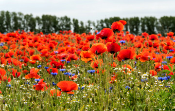 Картинка цветы маки поле