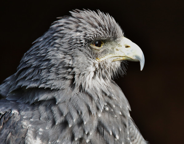 Обои картинки фото животные, птицы - хищники, птица, взгляд, хищник