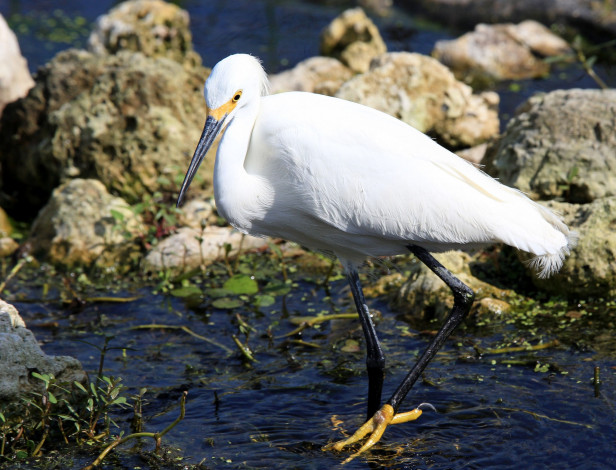 Обои картинки фото животные, цапли,  выпи, озеро, вода, птица, цапля
