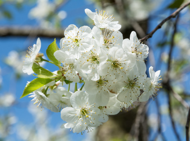 Обои картинки фото цветы, цветущие деревья ,  кустарники, ветка