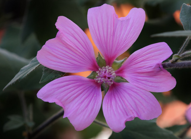Обои картинки фото цветы, мальвы, лепестки, розовый, цветок, макро, мальва