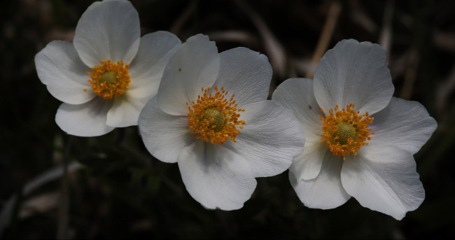 Обои картинки фото цветы, трио, макро, белые, тёмный, фон