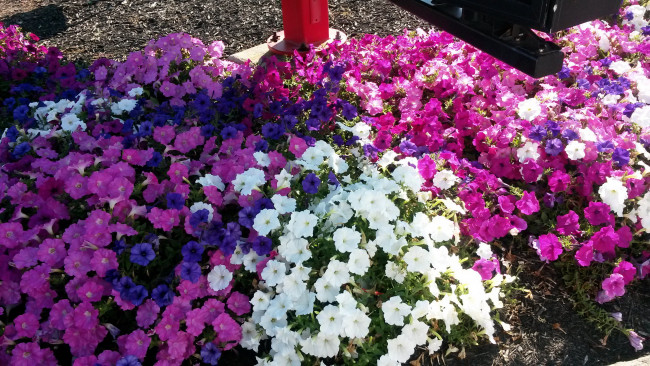 Обои картинки фото цветы, петунии,  калибрахоа, разноцветные