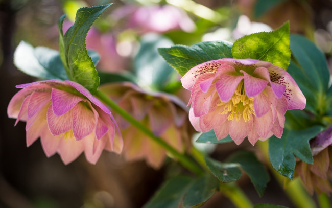 Обои картинки фото цветы, геллеборус , морозник, зимовник, макро