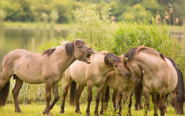 Обои картинки фото животные, лошади, природа, кони