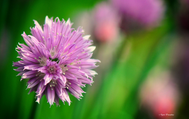 Обои картинки фото цветы, аллиум , декоративный лук, фон, лук