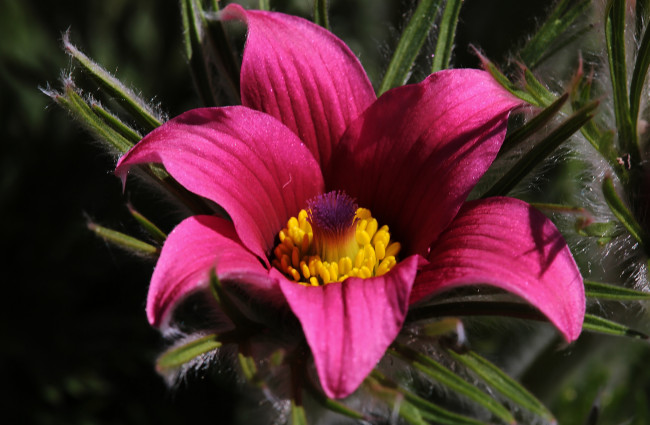 Обои картинки фото цветы, анемоны,  сон-трава, сон-трава, анемон