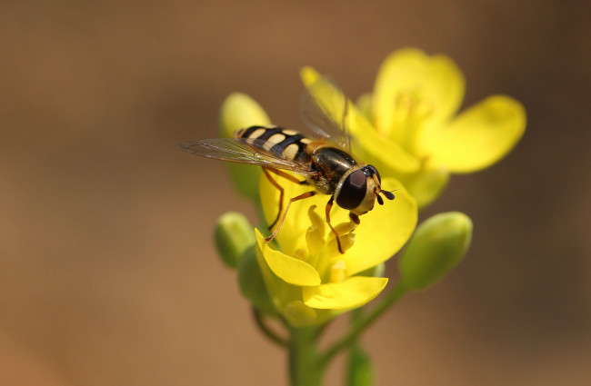 Обои картинки фото животные, насекомые, насекомое, макро, цветы