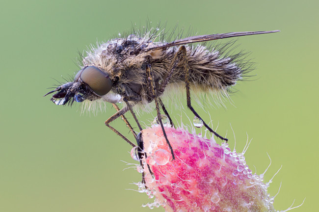 Обои картинки фото животные, насекомые, фон, насекомое