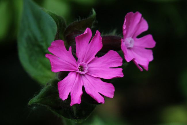 Обои картинки фото цветы, луговые , полевые,  цветы, сиреневые, макро