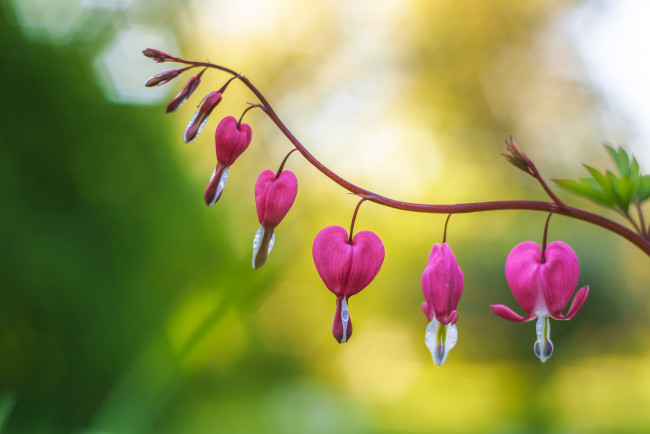 Обои картинки фото цветы, дицентра , разбитое сердце, фон, макро, разбитое, сердце