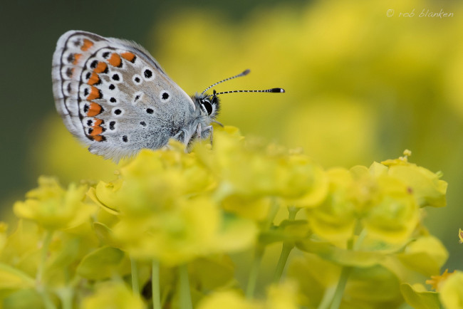 Обои картинки фото животные, бабочки,  мотыльки,  моли, бабочка, цветы, макро