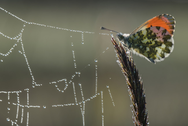 Обои картинки фото животные, бабочки,  мотыльки,  моли, фон, макро, утро, бабочка, роса, паутина, капли
